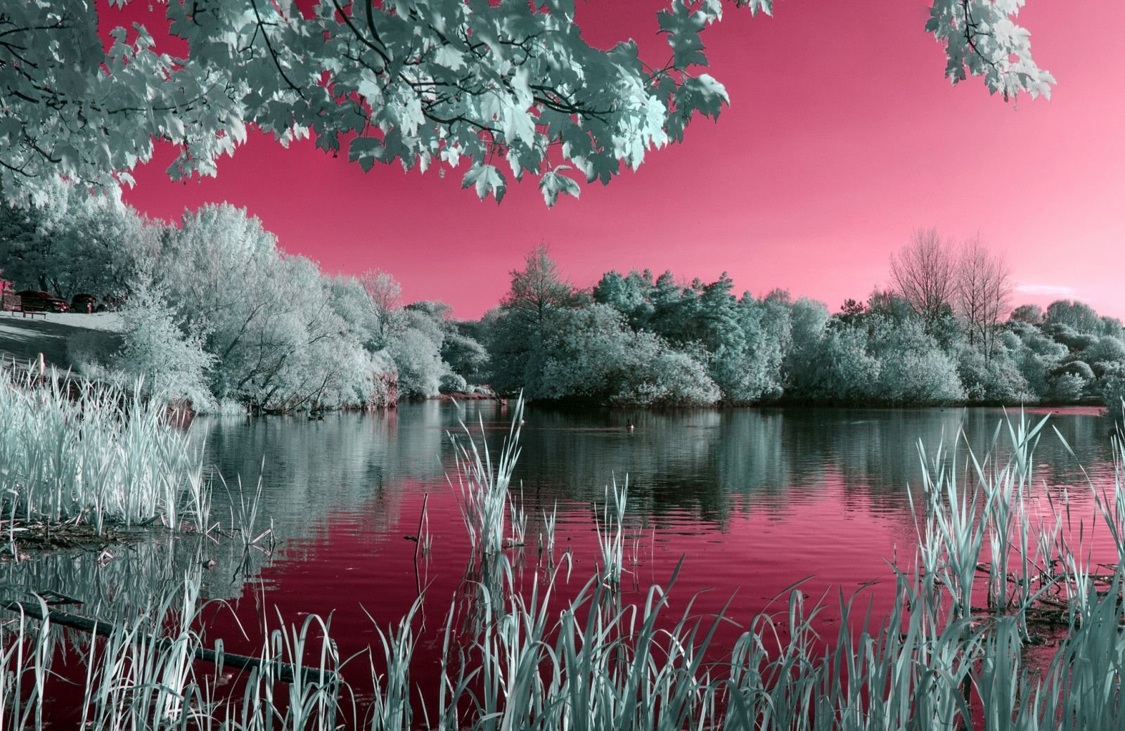 césped, el cielo, lago, arboles, agua, estanque