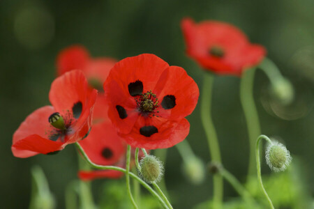 field, macro, Maki, meadow, petals, stem