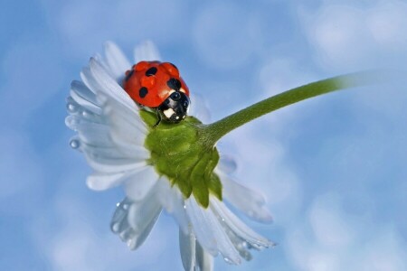 camomille, Marguerite, gouttelettes, coccinelle