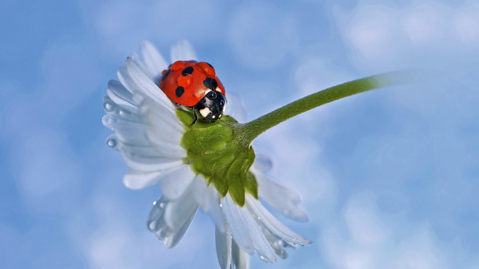 camomilla, Margherita, coccinella, goccioline