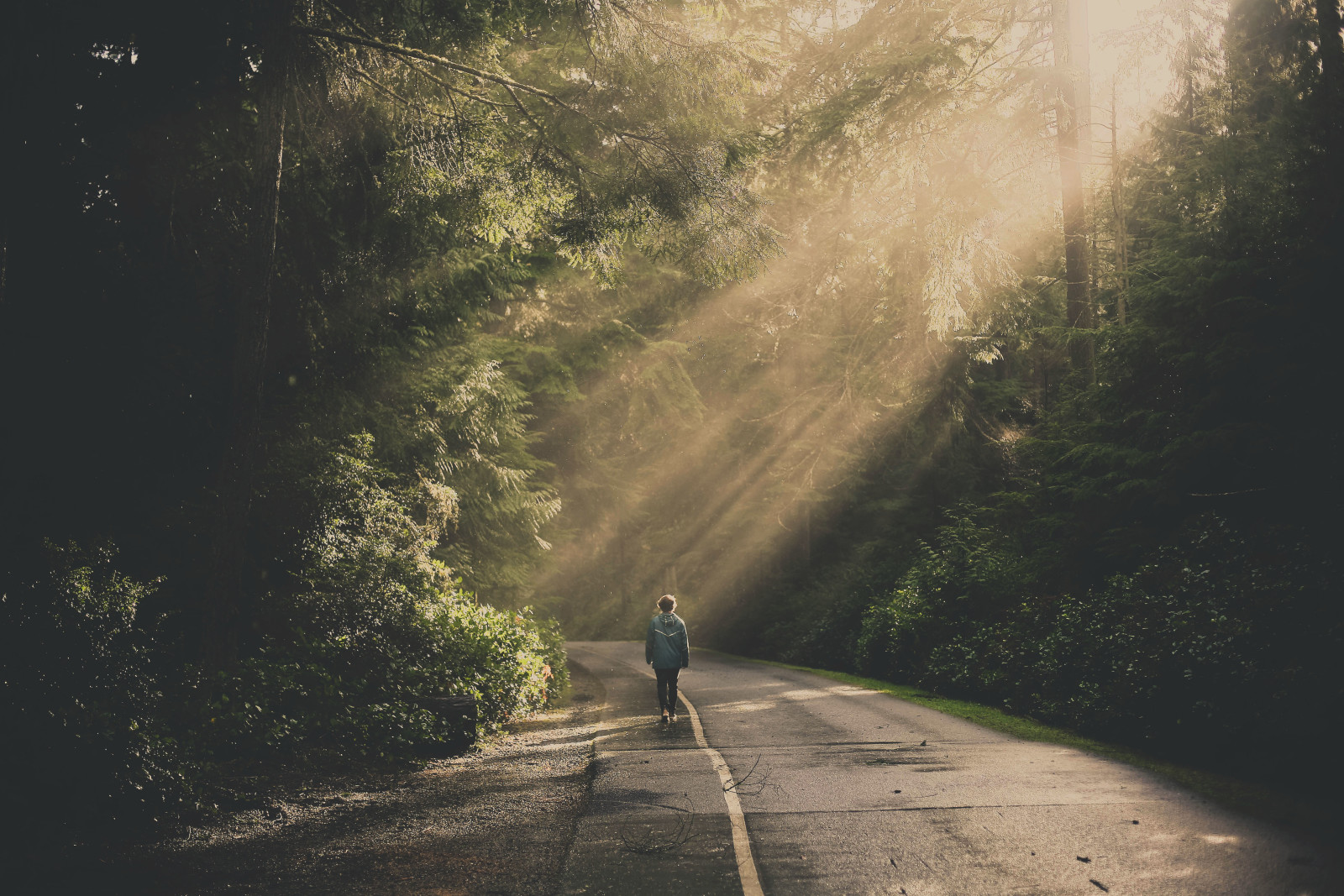 bosque, ramas, la carretera, personas