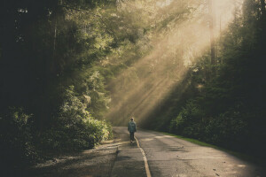 branches, forest, people, road