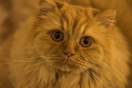 chat, yeux, Regardez, moustache, museau, rouge, Chat rouge