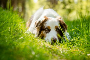 cane, ogni, Guarda