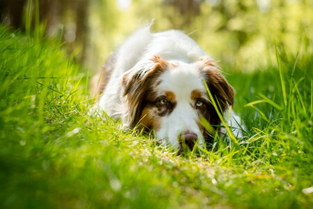 hond, elk, kijken