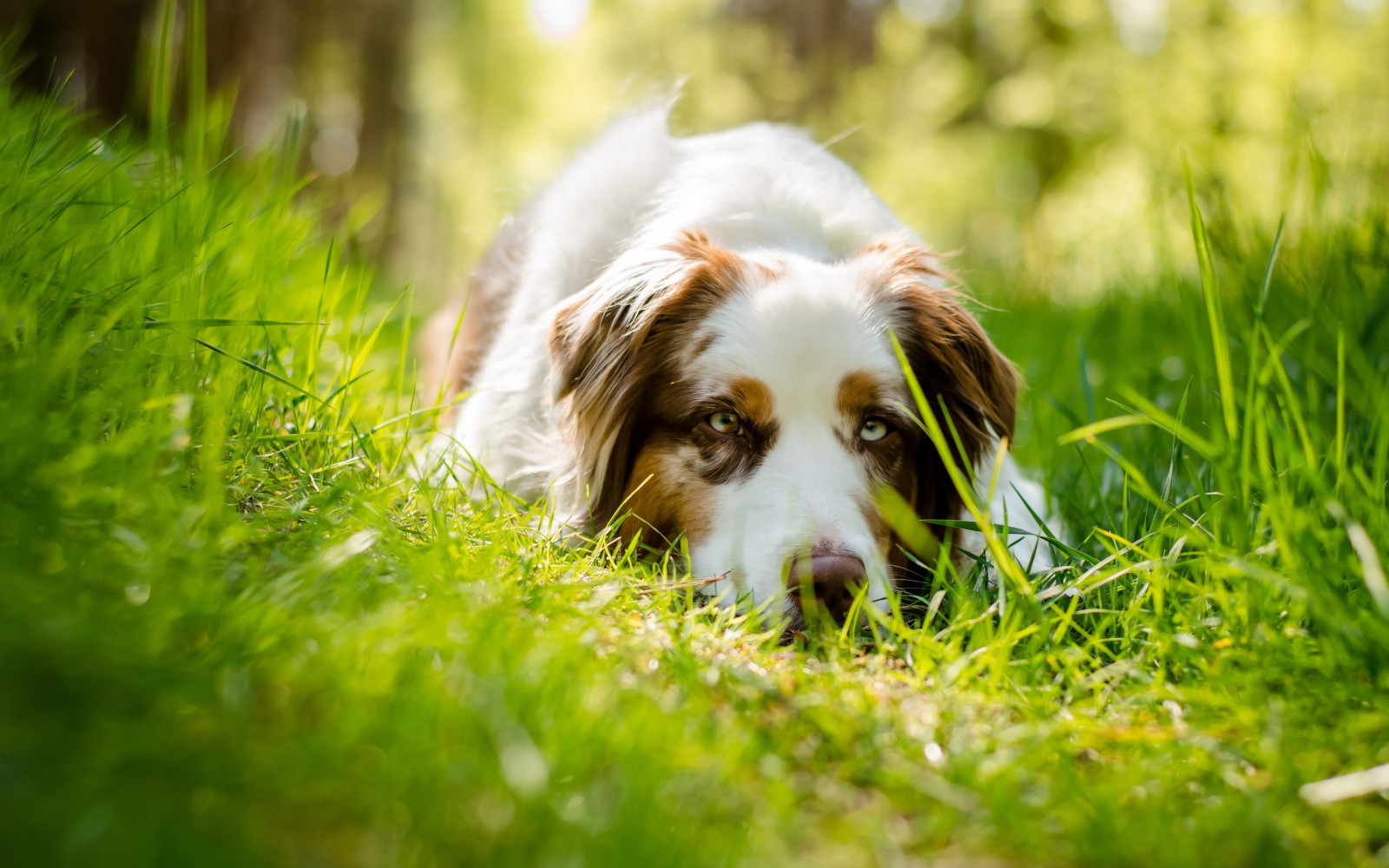 Guarda, cane, ogni