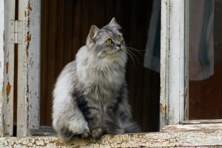 macska, néz, ablak