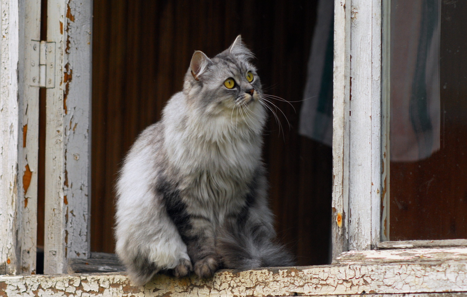 Guarda, gatto, finestra