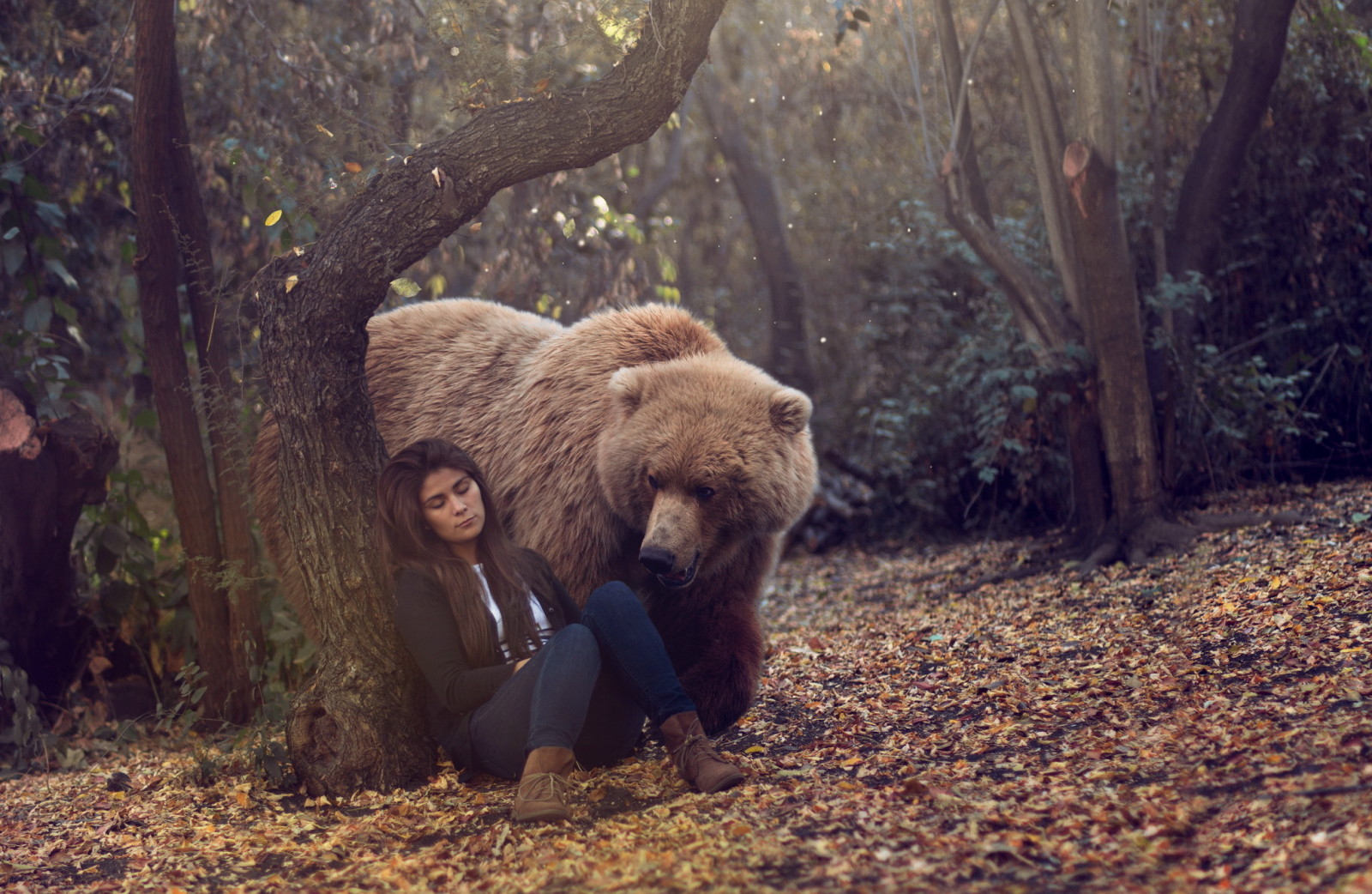 bosque, niña, oso