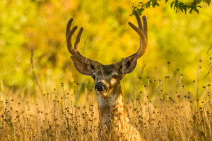 autunno, cervo, campo, erba, corna, natura