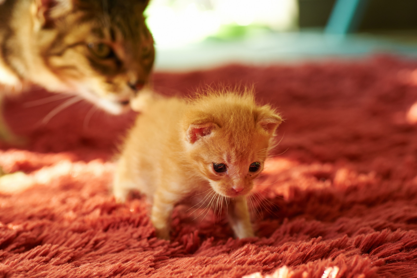 Katze, Mama, Jungtier, Kitty, Teppich