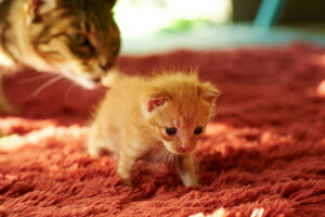 Teppich, Katze, Jungtier, Kitty, Mama