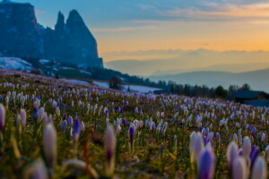 fleurs, paysage, Matin, montagnes