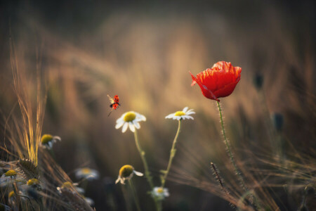 kamomill, blommor, nyckelpiga, maki, spikelets, sommar