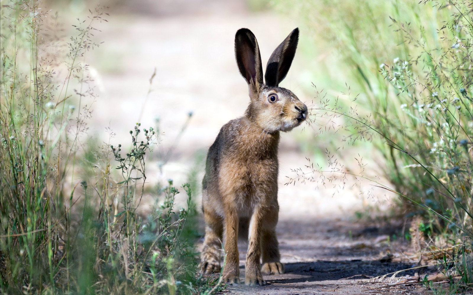 natur, sommar, hare