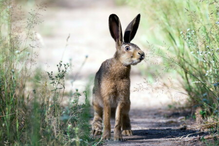 hare, nature, summer