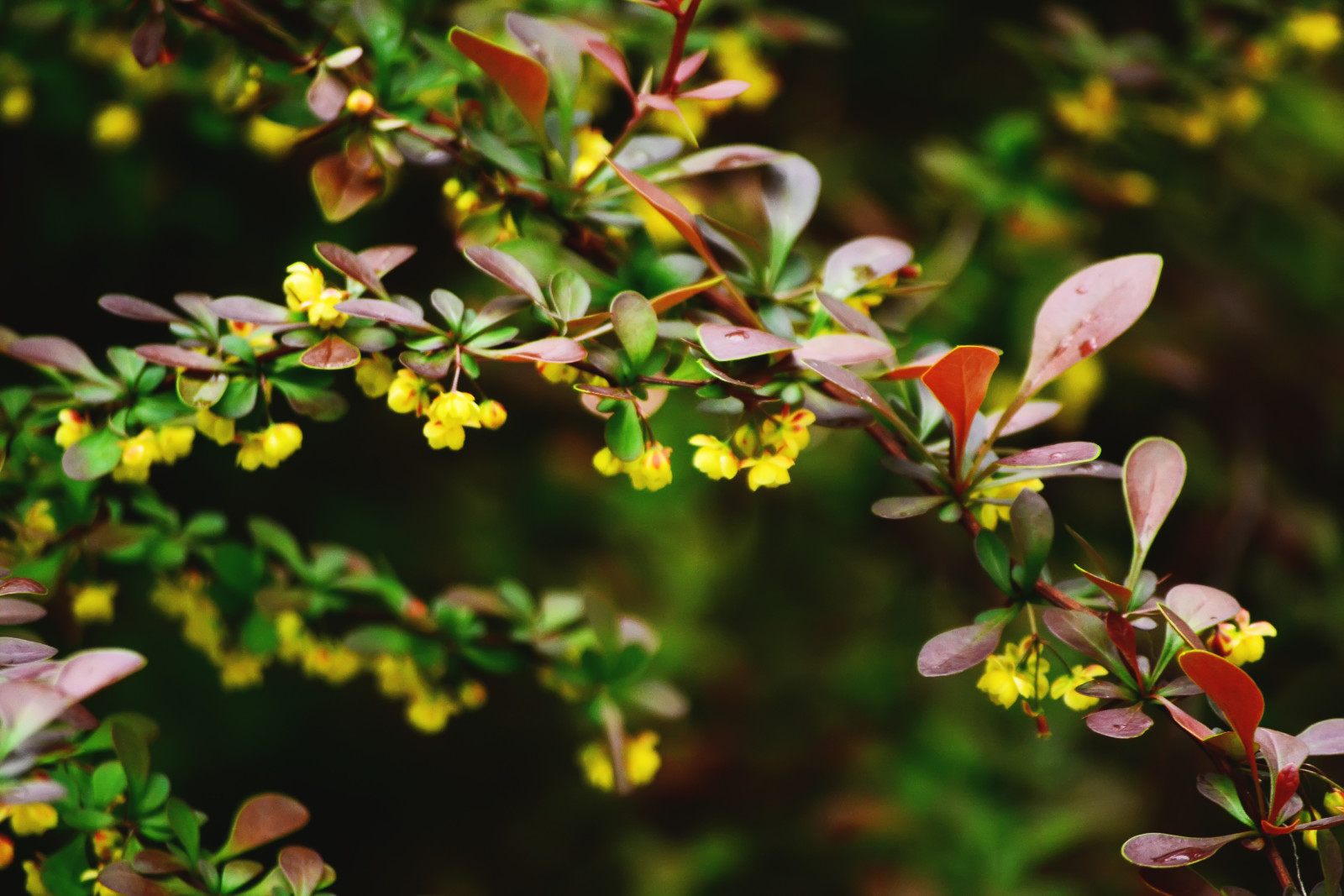 natura, primavera, le foglie, pioggia