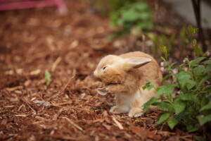 baggrund, hare, natur