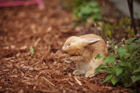 background, hare, nature