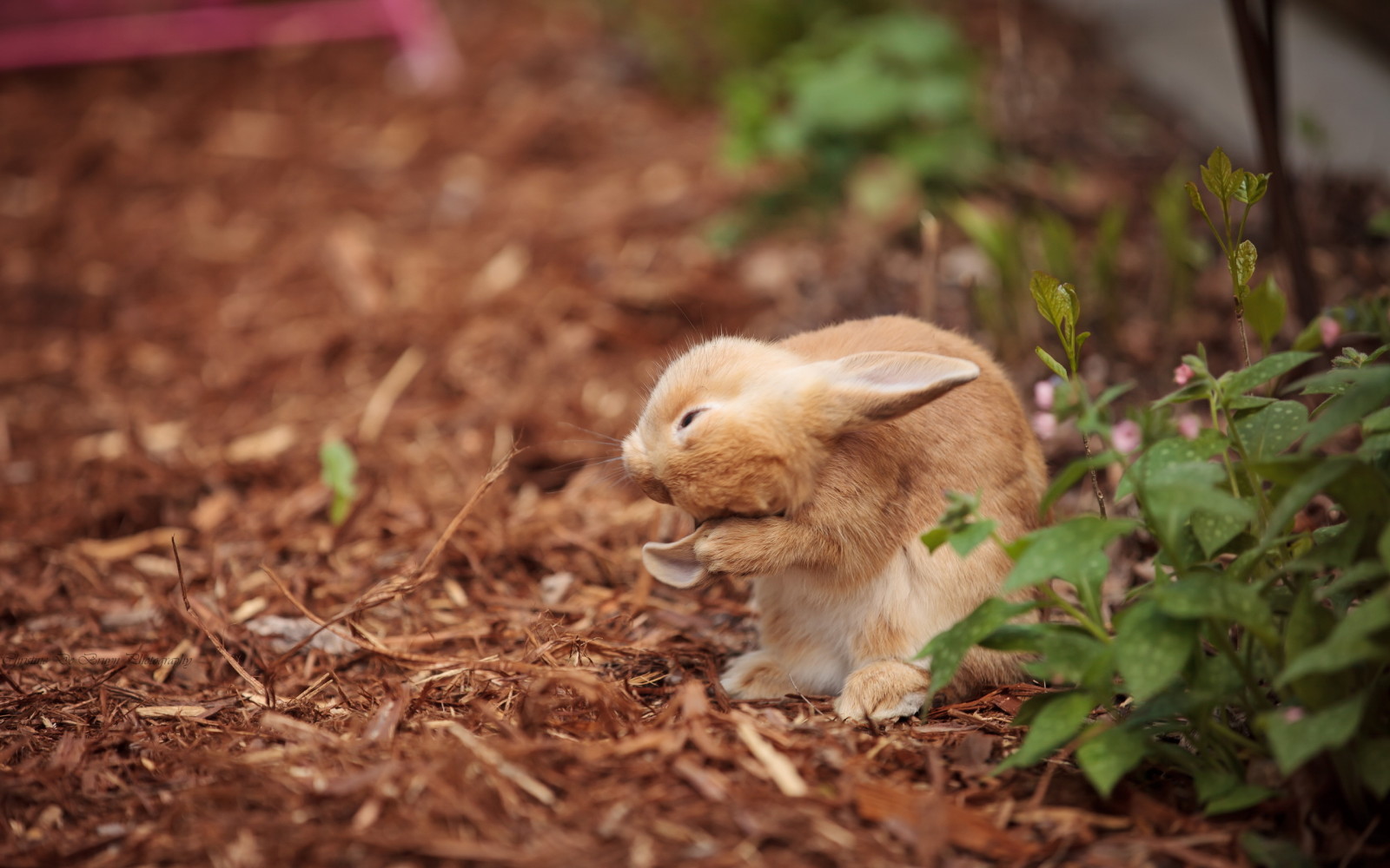 Natur, Hintergrund, Hase