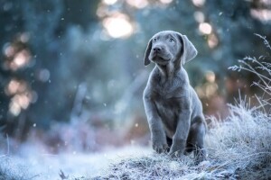 bokeh, dog, frost, grey, look, pose, puppy, snow