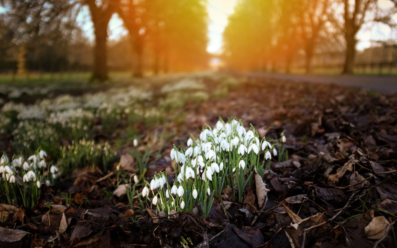 light, nature, the city, flowers, snowdrops