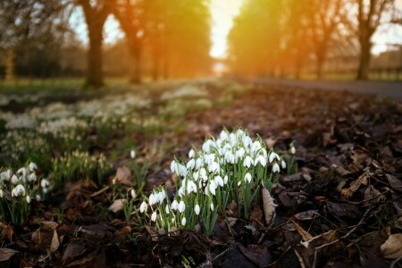 fleurs, lumière, la nature, perce-neige, la ville