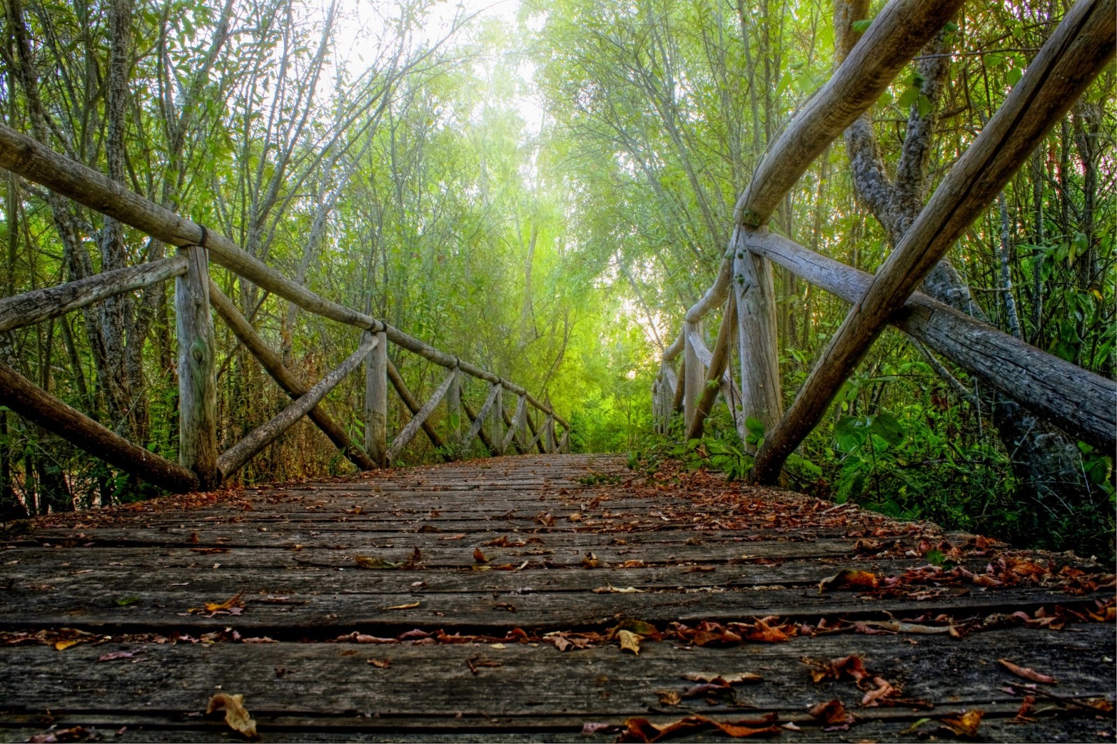 sonbahar, orman, doğa, Park, yürümek, yol, ağaçlar, yapraklar