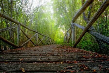 autumn, forest, HDR, leaves, nature, Park, path, road