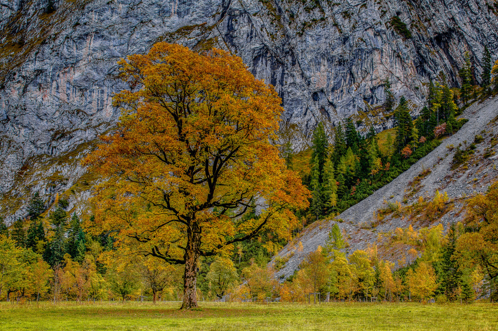 herfst, bomen, bergen