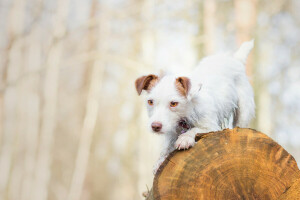 hond, doggie, log