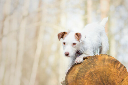 cane, cagnolino, log