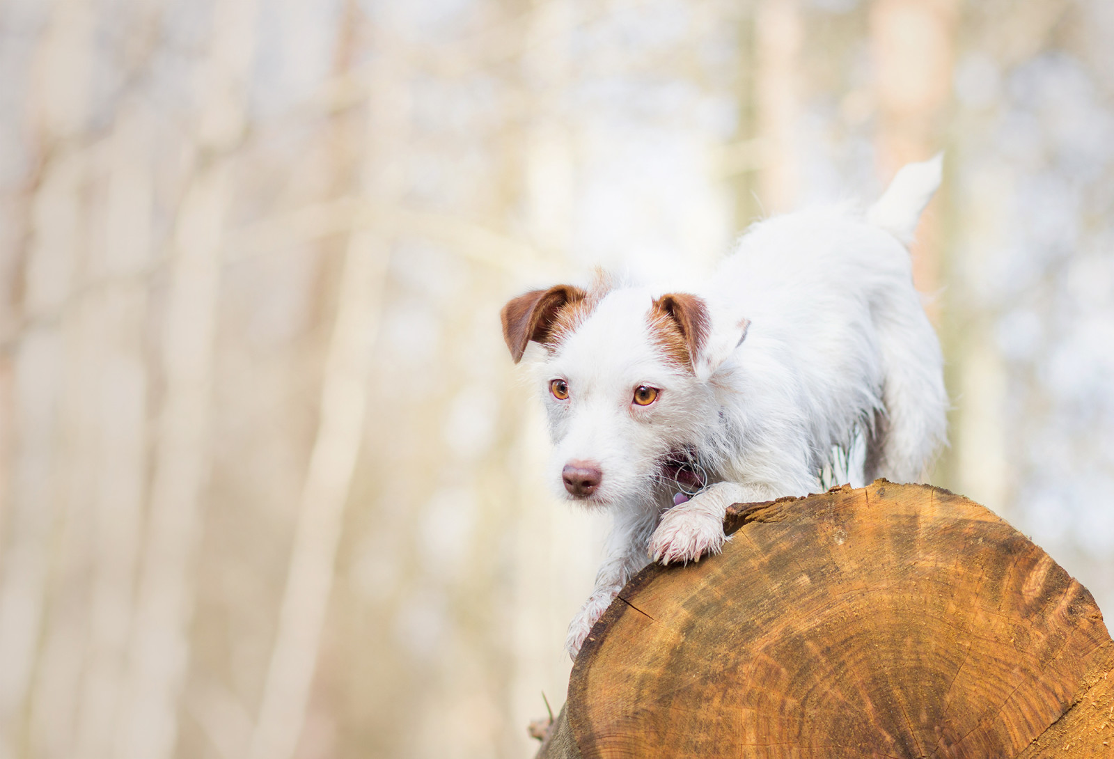 dog, log, doggie