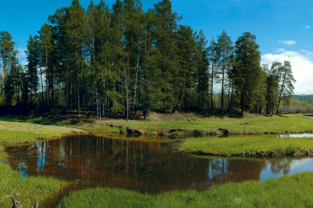 erdő, tisztás, fű, Szibéria, folyam, fák