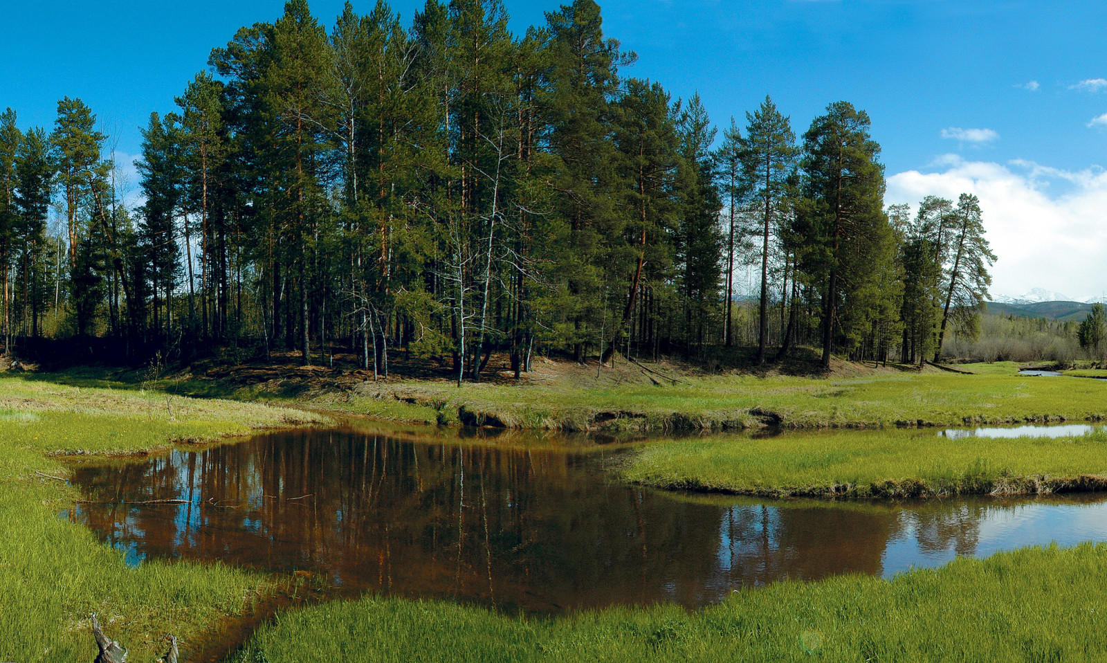 bosque, césped, arboles, claro, corriente, Siberia