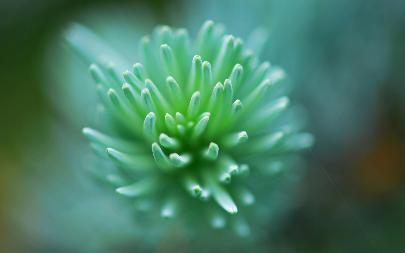 macro, flor, verde, hoja