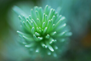 flor, verde, folha, macro