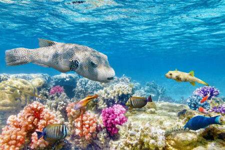 coral, coral reef, fish, Fishes, ocean, reef, The ocean, tropical