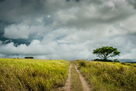 nuvens, Fazenda, campo, estrada, o caminho, árvore