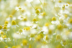 Gänseblümchen, Feld, Licht, Wiese, Blütenblätter, Stengel