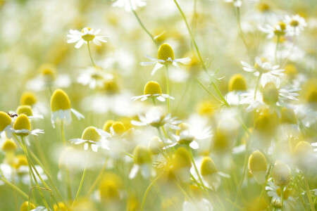 Marguerite, champ, lumière, Prairie, pétales, tige