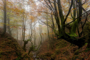 otoño, país Vasco, niebla, bosque, España, el barranco, arboles