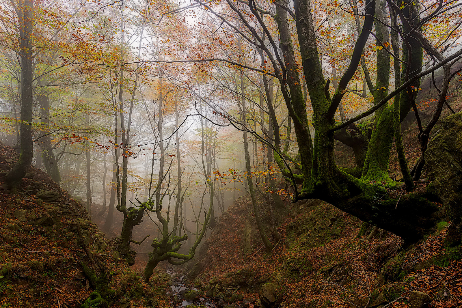 otoño, bosque, arboles, niebla, España, el barranco, país Vasco