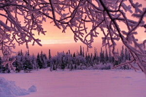 snö, kvällen, vinter-