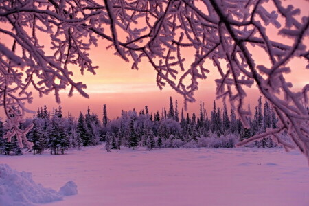 nieve, la noche, invierno