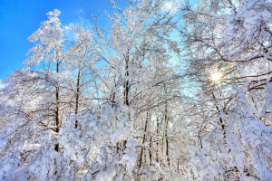 forest, snow, the sky, trees, winter