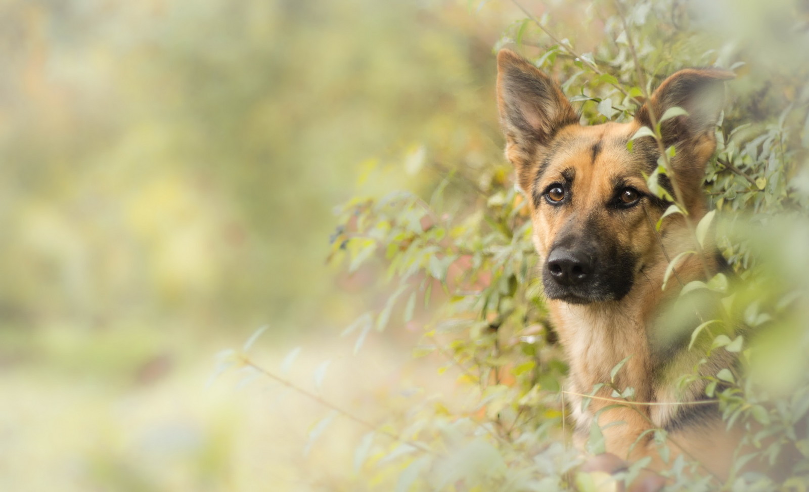 Guarda, cane, ogni