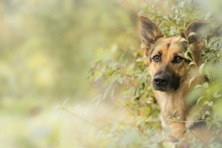 Hund, jeder, aussehen