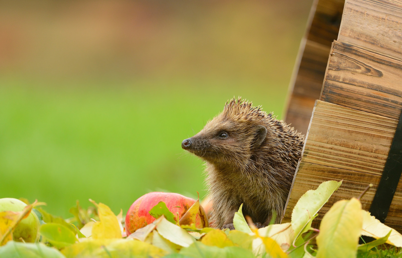 bladeren, appel, egel, Het vat