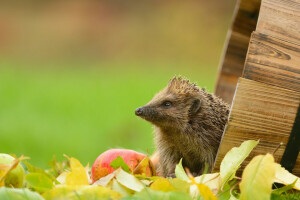 Apfel, Igel, Blätter, Das Fass